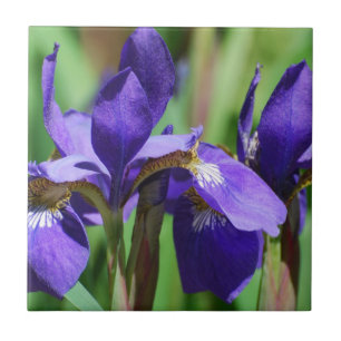 Blühende Iris Fliese