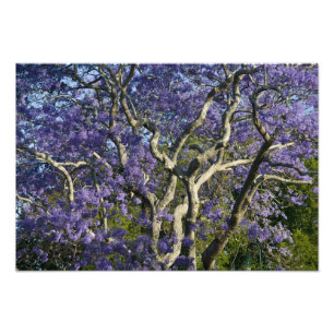 Blühende Jacaranda-Bäume im neuen Bauernpark, 2 Fotodruck