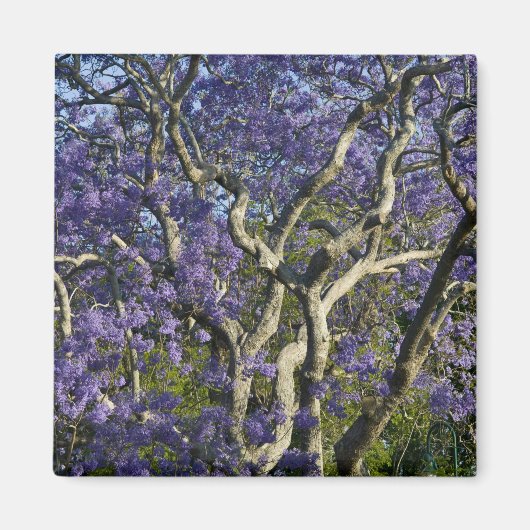 Blühende Jacaranda-Bäume im neuen Bauernpark, 2 Magnet (Vorne)