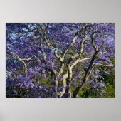 Blühende Jacaranda-Bäume im neuen Bauernpark, 2 Poster (Vorne)