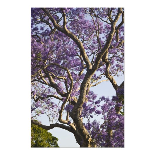 Blühende Jacaranda-Bäume im neuen Bauernpark, Fotodruck (Vorne)