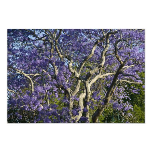 Blühende Jacaranda-Bäume im neuen Bauernpark, Fotodruck (Vorne)
