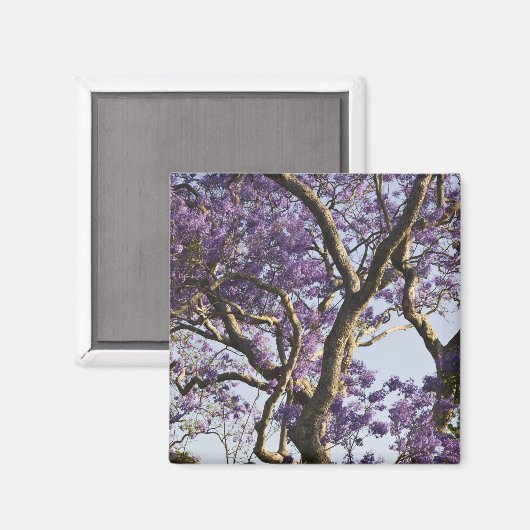 Blühende Jacaranda-Bäume im neuen Bauernpark, Magnet (Vorderseite/Rückseite)