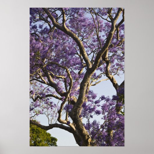 Blühende Jacaranda-Bäume im neuen Bauernpark, Poster (Vorne)