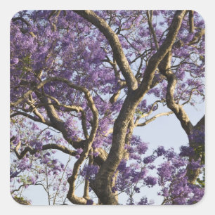 Blühende Jacaranda-Bäume im neuen Bauernpark, Quadratischer Aufkleber