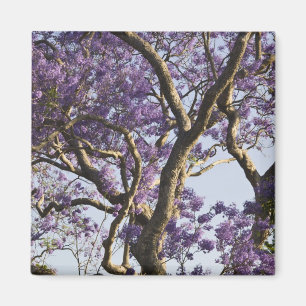 Blühende Jacaranda-Bäume im New Farm Park, Magnet