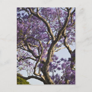 Blühende Jacaranda-Bäume im New Farm Park, Postkarte