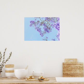 Blühende Jacaranda-Baumzweige Poster