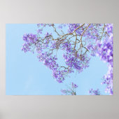 Blühende Jacaranda-Baumzweige Poster (Vorne)