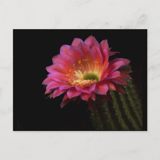 Blühende Kaktus-Freude Postkarte (Vorderseite)