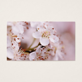 Blühende Kirschblüten