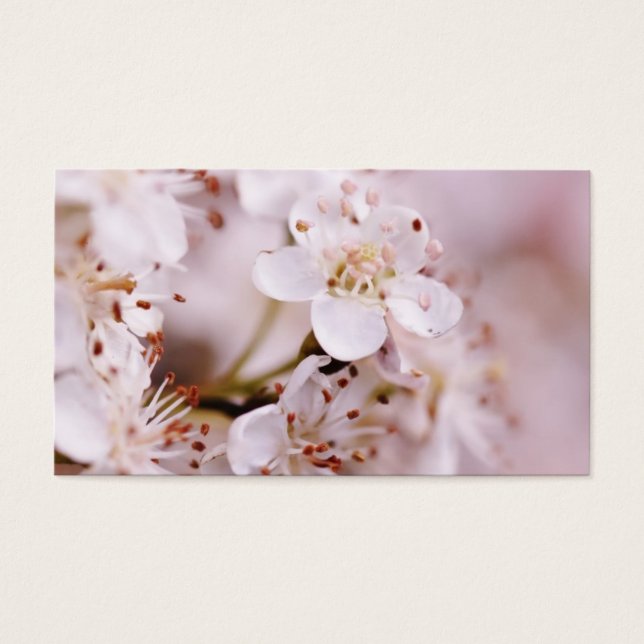 Blühende Kirschblüten (Vorderseite)