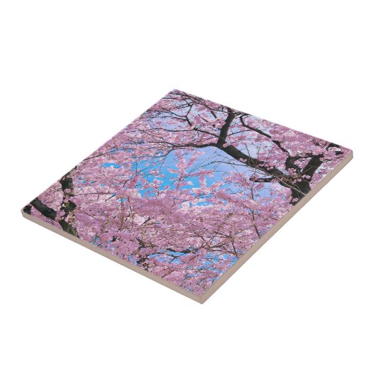 Blühende Kirschblüten Fliese (Seite)