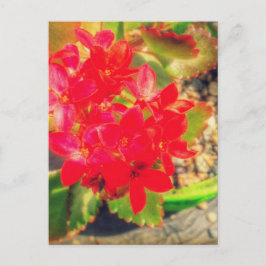 Blühende kleine rote Blume Grunge Postkarte