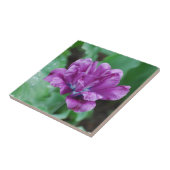 Blühende lila Papageien-Tulpe Fliese (Seite)