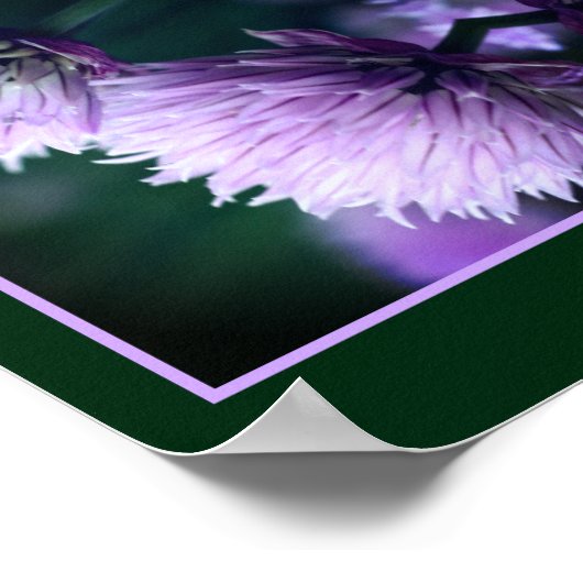 Blühende Lila Scallion Allium Abstrakt Poster (Ecke)