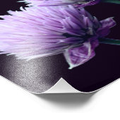 Blühende Lila Scallion Allium Nah bis 8x8 Fotodruck (Ecke)