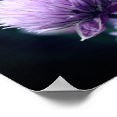 Blühende Lila Scallion Allium Nah nach oben Poster (Ecke)