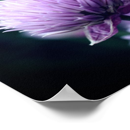 Blühende Lila Scallion Allium Nah nach oben Poster (Ecke)