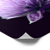 Blühende Lila Scallion Allium Nah Up Poster (Ecke)
