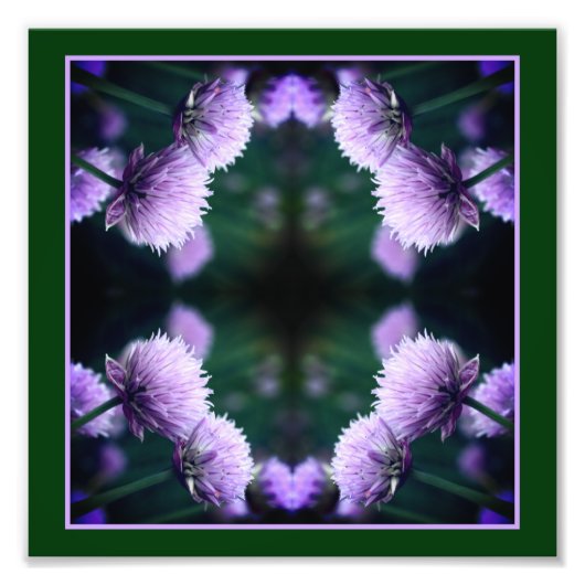 Blühende Lila Scallionzwiebel Abstrakt 8x8 Fotodruck (Vorne)