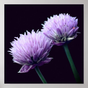 Blühende Lila Schalotte Allium Nahaufnahme Poster