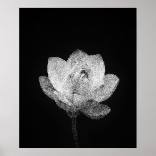 blühende Lotus-Blume Poster (Vorne)