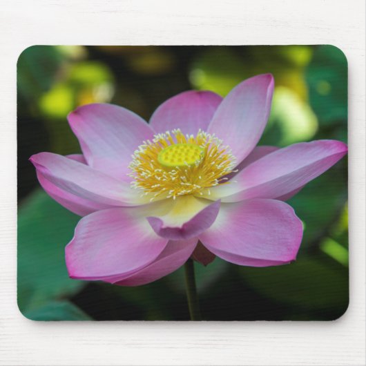 Blühende Lotusblume, Indonesien Mousepad (Vorne)