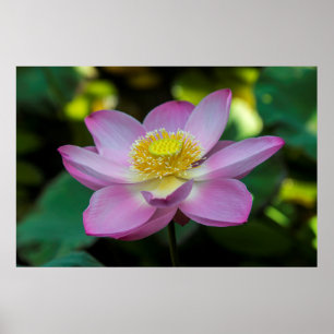Blühende Lotusblume, Indonesien Poster