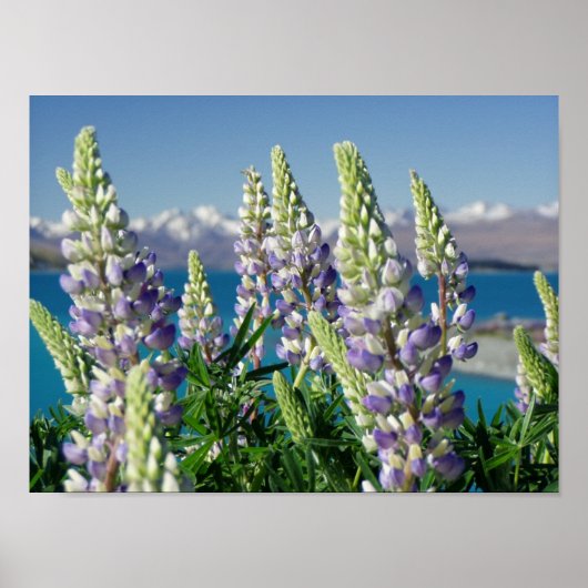 Blühende Lupine Neuseeland Landschaft Poster (Vorne)
