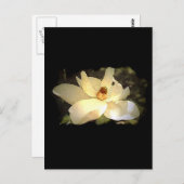 blühende Magnolia Postkarte (Vorne/Hinten)