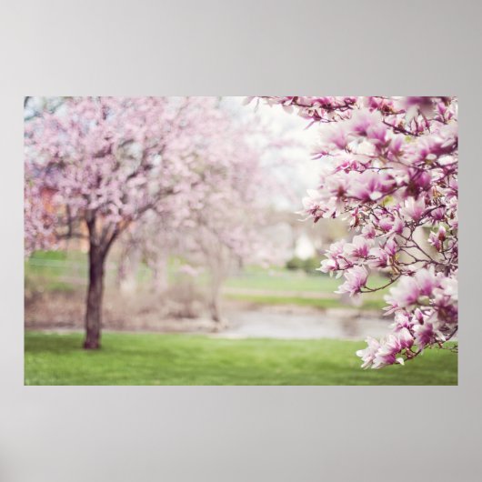 Blühende Magnolienbaume Poster (Vorne)