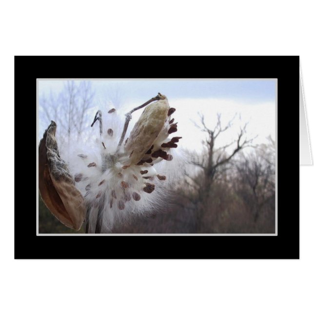 Blühende Milkweed-Hülsen-Karte (Vorderseite (Horizontal))
