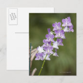 Blühende orchide Pflanze. Postkarte (Vorne/Hinten)