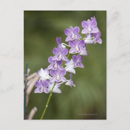 Blühende orchide Pflanze. Postkarte (Vorderseite)