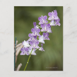 Blühende orchide Pflanze. Postkarte