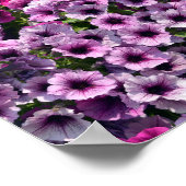 Blühende Petunien-Surfinia Poster (Ecke)