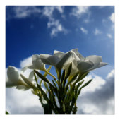 Blühende Plumeria gegen einen strahlenden Himmel Poster (Vorderseite)