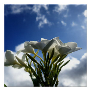 Blühende Plumeria gegen einen strahlenden Himmel Poster