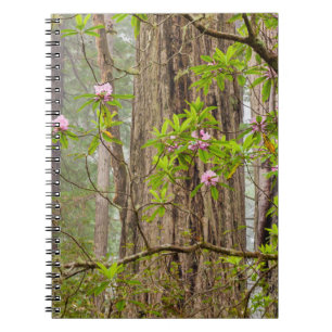 Blühende Rhododendren   Redwoods State Park, CA Notizblock