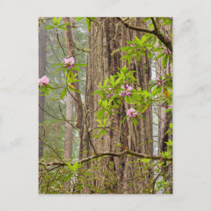Blühende Rhododendren   Redwoods State Park, CA Postkarte