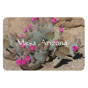 Blühende rosa Kaktusblüten in Mesa, Arizona Magnet
