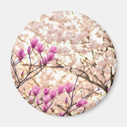 Blühende rosa Lila Magnolias-Frühlingsszene Blume Magnet (Vorne)