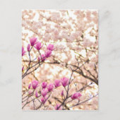 Blühende rosa Lila Magnolias-Frühlingsszene Blume Postkarte (Vorderseite)