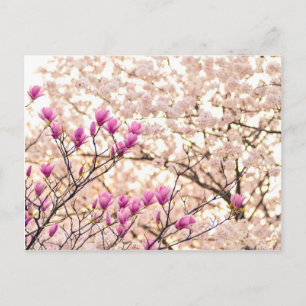 Blühende rosa Lila Magnolias-Frühlingsszene Blume Postkarte