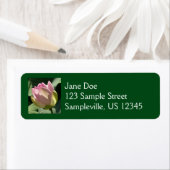 Blühende Rosa Lotus Blume Sommer (Insitu)