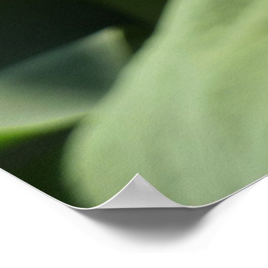 Blühende Rosa Lotus Blume Sommer Poster (Ecke)