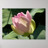 Blühende Rosa Lotus Blume Sommer Poster (Vorne)