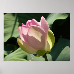 Blühende Rosa Lotus Blume Sommer Poster