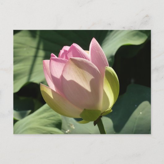 Blühende Rosa Lotus Blume Sommer Postkarte (Vorderseite)